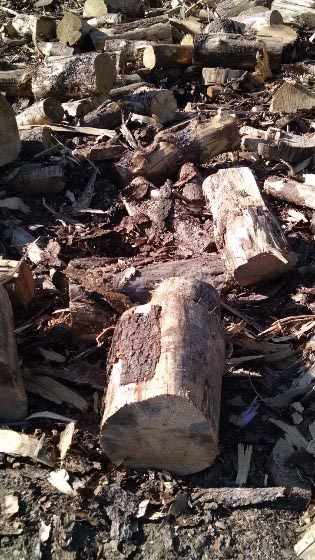 north-idaho-shavings-2